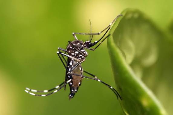 Doença é transmitida pelo mosquito Aedes aegypti