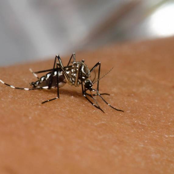 Últimos óbitos foram confirmados em residentes de Horizontina, Novo Hamburgo, Parobé, São Leopoldo e Seberi