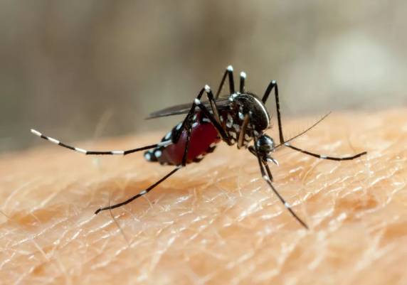 Nas cinco primeiras semanas do ano, 40 casos de dengue foram confirmados no estado. Porto Alegre, Erechim e Santa Cruz do Sul são as cidades com o maior número de notificações da doença. Risco de contaminação é considerado alto também para chikungunya e zika vírus.