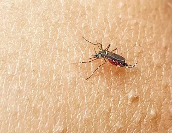 Variação da doença foi identificada na região da Foz do Rio Itajaí, em um paciente que veio de outro país. Veja os cuidados.