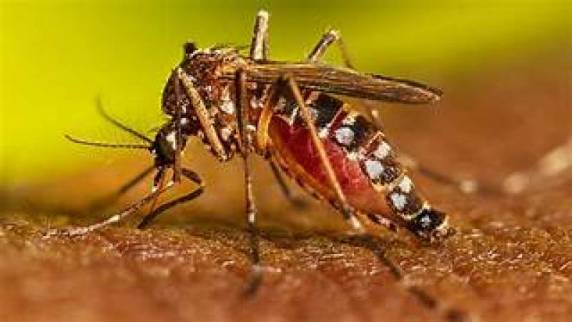 A paciente é moradora do bairro Linha Paraíso e a vigilância ambiental já identificou o endereço e realizou o mapeamento