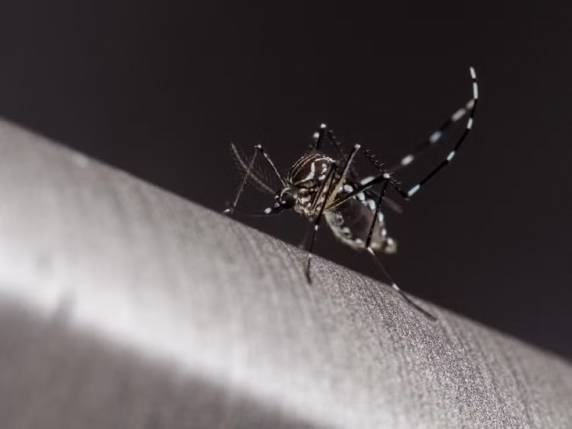 Menina nasceu em Balneário Piçarras e chegou a ser transferida para hospital, mas não sobreviveu. SC tem mais de 135 mil casos de dengue confirmados.